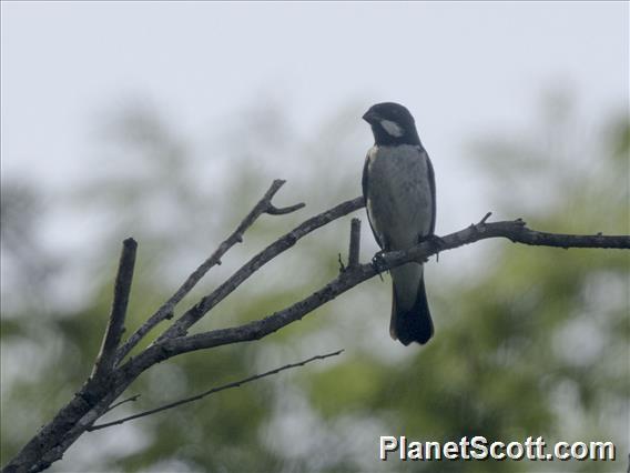 Lesson's Seedeater (Sporophila bouvronides)