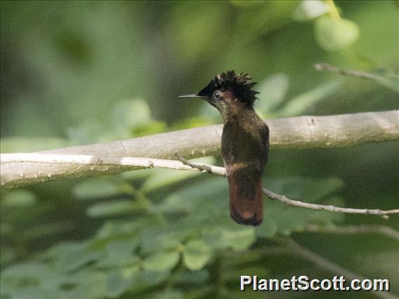 Ruby-topaz Hummingbird (Chrysolampis mosquitus) - Male