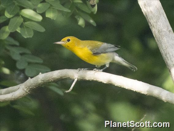 Prothonotary Warbler (Protonotaria citrea)