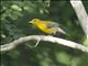 Prothonotary Warbler (Protonotaria citrea)