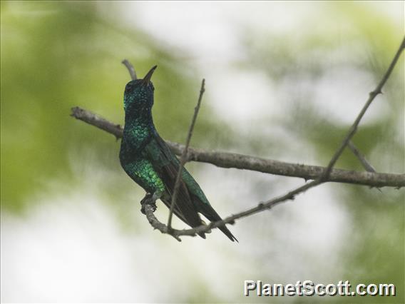 Shining-green Hummingbird (Chrysuronia goudoti)