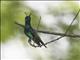 Shining-green Hummingbird (Chrysuronia goudoti)