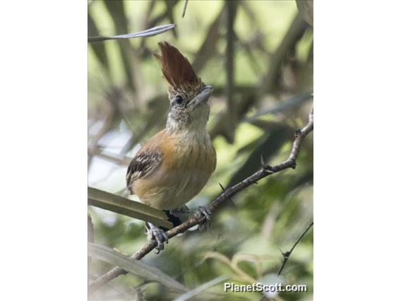 Black-crested Antshrike (Sakesphorus canadensis) - Female