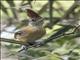 Black-crested Antshrike (Sakesphorus canadensis) - Female