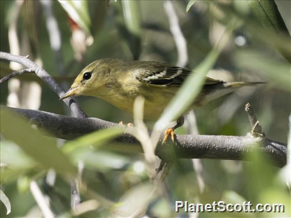 Blackpoll Warbler (Setophaga striata)