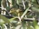 Blackpoll Warbler (Setophaga striata)