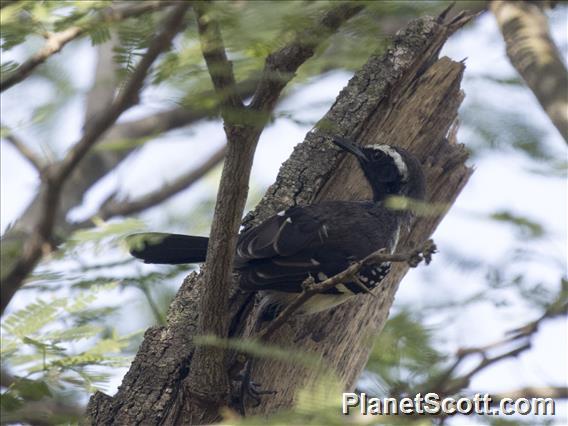 Northern White-fringed Antwren (Formicivora intermedia) - Male