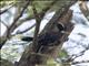 Northern White-fringed Antwren (Formicivora grisea) - Male