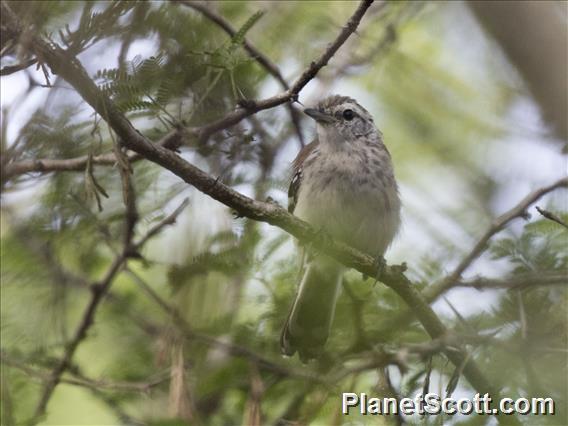 Northern White-fringed Antwren (Formicivora intermedia) - Female