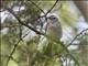 Northern White-fringed Antwren (Formicivora grisea) - Female