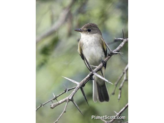 Northern Scrub-Flycatcher (Sublegatus arenarum)