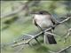 Northern Scrub-Flycatcher (Sublegatus arenarum)