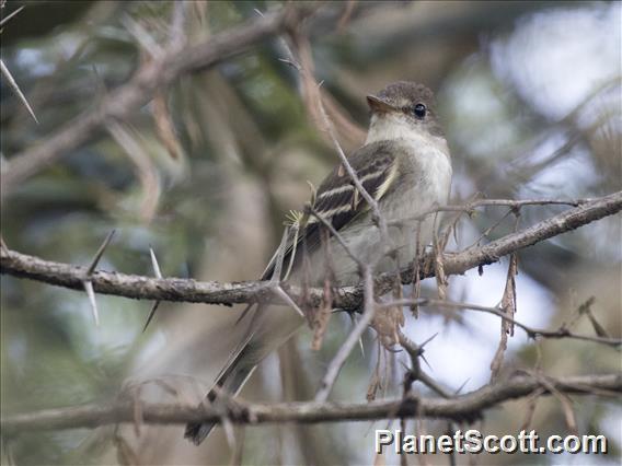 Acadian Flycatcher (Empidonax virescens)