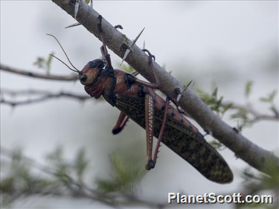 Violet-winged Grasshopper (Tropidacris collaris)