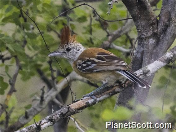 Black-crested Antshrike (Sakesphorus canadensis)