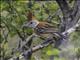 Black-crested Antshrike (Sakesphorus canadensis)