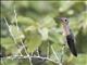 Buffy Hummingbird (Leucippus fallax)