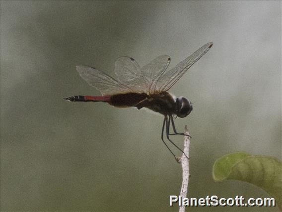 Striped Saddlebags (Tramea darwini)