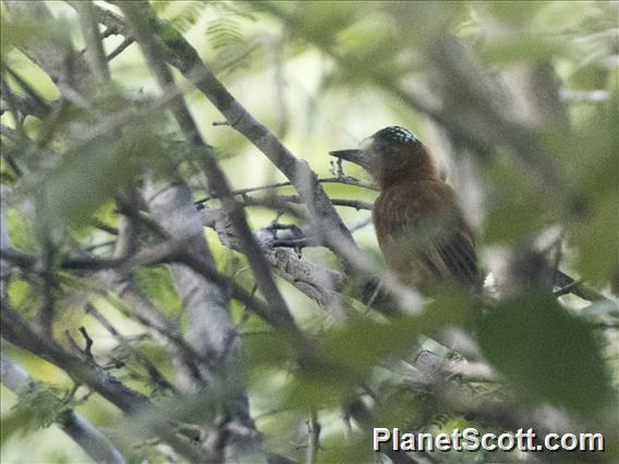 Chestnut Piculet (Picumnus cinnamomeus)