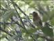 Chestnut Piculet (Picumnus cinnamomeus)