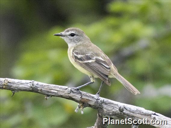 Slender-billed Tyrannulet (Inezia tenuirostris)