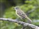 Slender-billed Tyrannulet (Inezia tenuirostris)