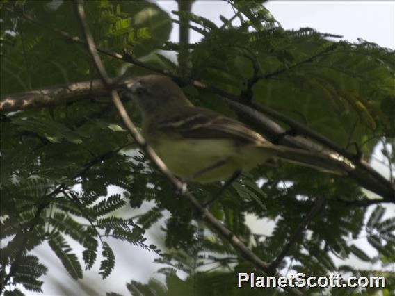 Pale-tipped Tyrannulet (Inezia caudata)