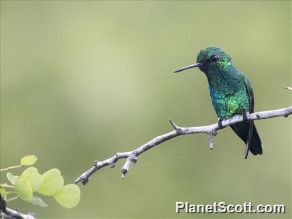 Red-billed Emerald (Chlorostilbon gibsoni) - Male