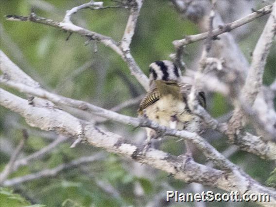 Tocuyo Sparrow (Arremonops tocuyensis)