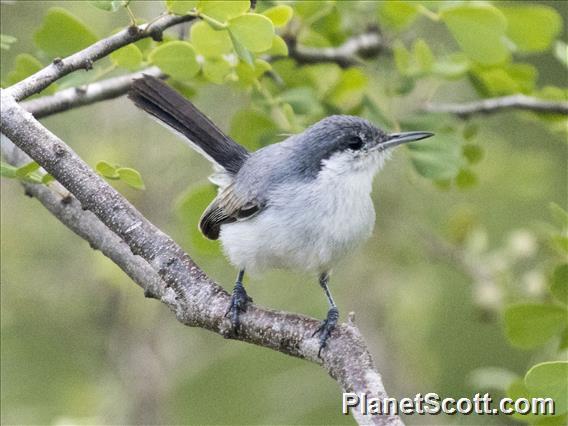 Tropical Gnatcatcher (Polioptila plumbea) - Female