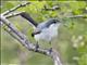 Tropical Gnatcatcher (Polioptila plumbea) - Female