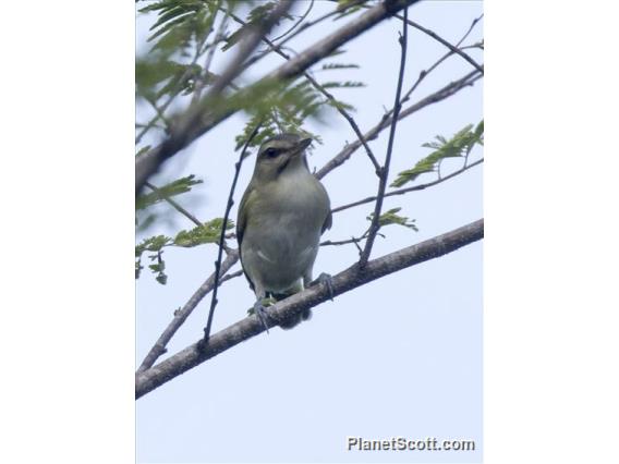 Black-whiskered Vireo (Vireo altiloquus)