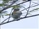 Black-whiskered Vireo (Vireo altiloquus)