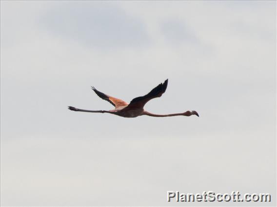 American Flamingo (Phoenicopterus ruber)