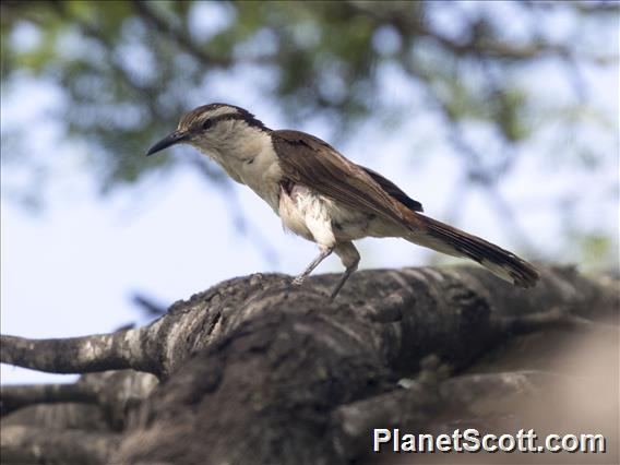 Bicolored Wren (Campylorhynchus griseus)