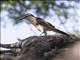 Bicolored Wren (Campylorhynchus griseus)