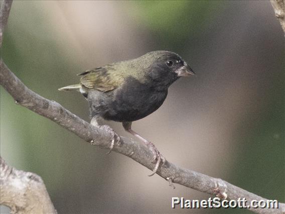 Black-faced Grassquit (Melanospiza bicolor) - Male