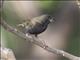 Black-faced Grassquit (Melanospiza bicolor) - Male