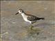 Least Sandpiper (Calidris minutilla)