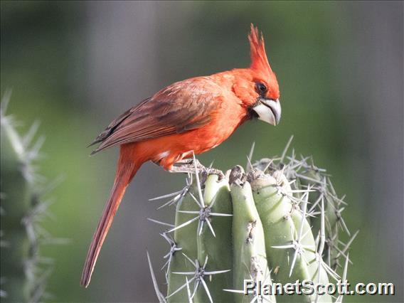 Vermilion Cardinal (Cardinalis phoeniceus)