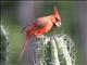 Vermilion Cardinal (Cardinalis phoeniceus)