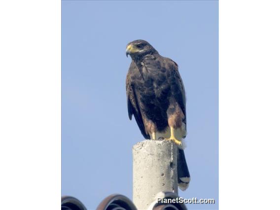 Harris's Hawk (Parabuteo unicinctus)