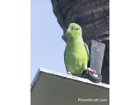 Green-rumped Parrotlet (Forpus passerinus)