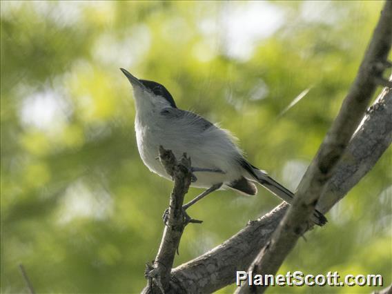 Tropical Gnatcatcher (Polioptila plumbea) - Male