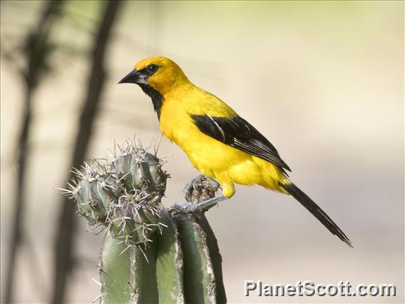 Yellow Oriole (Icterus nigrogularis)