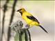 Yellow Oriole (Icterus nigrogularis)