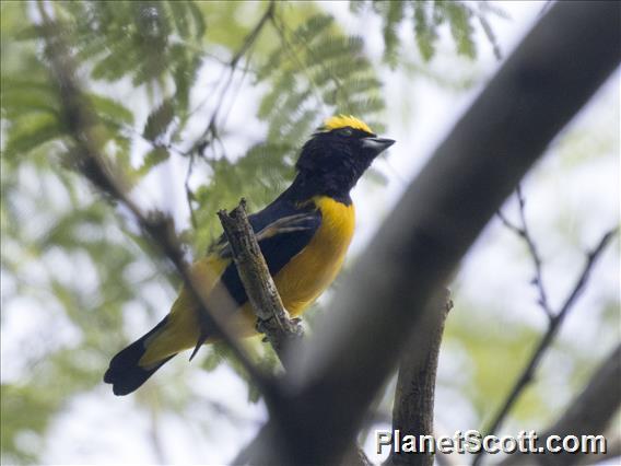 Trinidad Euphonia (Euphonia trinitatis)