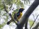 Trinidad Euphonia (Euphonia trinitatis)