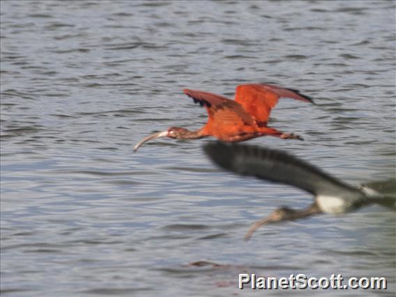 Scarlet Ibis (Eudocimus ruber)