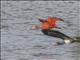 Scarlet Ibis (Eudocimus ruber)